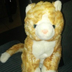 Identifying a Stuffed Kitty - stuffed orange tabby cat