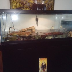 Cleaning the Glass on a Turtle Tank 
