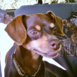 Tobias Nadler (Chipin) - brown and tan dog