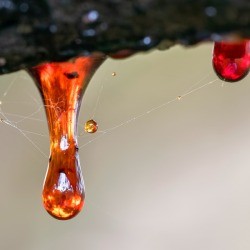 tree sap drops