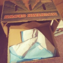 Use Puppy Pads in Litter Box - pad in a cardboard box