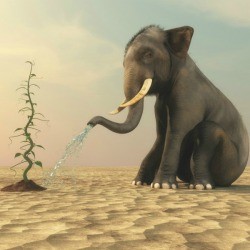 Planting a Desert Vegetable Garden - young elephant watering a bean plant in the desert