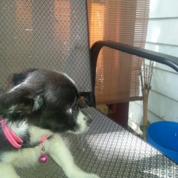 Akaiah (Chihuahua) - black and white dog