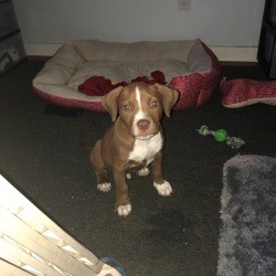 A pit bull puppy near his bed.