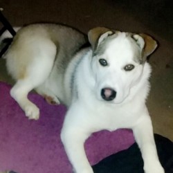 What Breed Is My Dog?