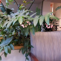 Identifying a Houseplant