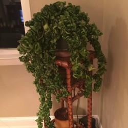 Identifying a Houseplant - draping succulent 