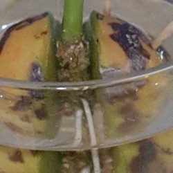 White Spot on Avocado Seed Growing in Water
