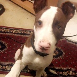 Average Size of a Seven Month Old Pit Bull - brown and white Pit puppy
