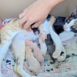 Mama Cat Moved Kittens to Neighbor's Yard - cat and kittens in a cardboard box