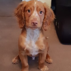 Toilet Training a Puppy - reddish brown and white Cocker puppy