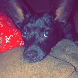 What Breed Is My Dog? - black dog with large ears 