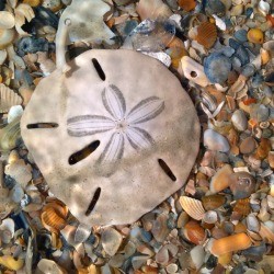 sand dollar lying on top of broken shells