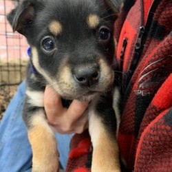 What Breed Is This Puppy? - black and tan puppy