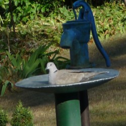 Dove Having a Bath - dove in a homemade bird bath