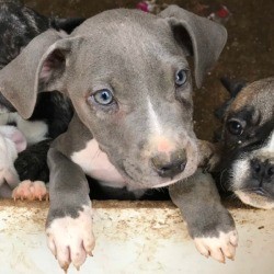 Is This Puppy a Full Blooded Pit Bull? - grey and white puppy