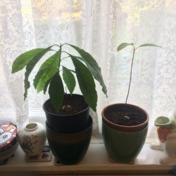 Avocado from Seed Is Growing Tall and Spindly - avocado plant growing from a seed with two leaves on top 