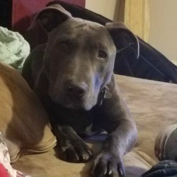  Is My Dog a Full Blood Pit Bull? - gray puppy