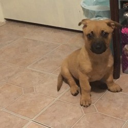 What Breed Is My Dog? - brown puppy with dark muzzle