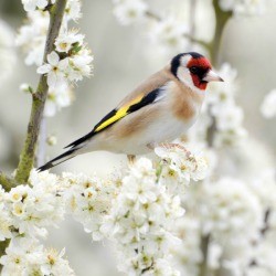 bird sitting among white tree blossoms