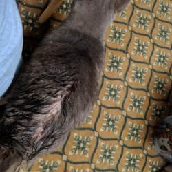 Finding a Vet that Takes Payments - bald spot on a cat