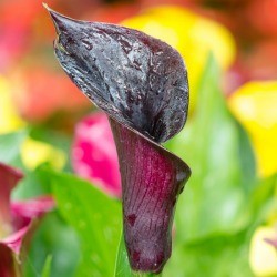 Calla Lillies