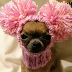 Cricket (Chihuahua) - wearing a pink neck cuff with pom pom ears