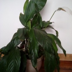 A houseplant in a pot on the floor.