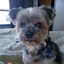 Gracie (Yorkie) - clipped Yorkie pup