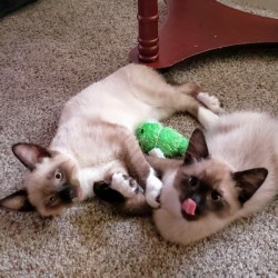 Porkchop and Enos (Siamese Mix) - cats with seal point coloring