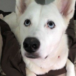 Echo (Husky) - closeup of Echo