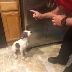 Pit Bull Puppy Is Small and Thin - grey and white Pit Bull puppy