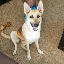 Is My Dog a Purebred German Shepherd?