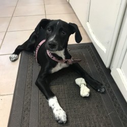 What Breed Is This Dog? - black puppy with white on chest and feet including black freckles