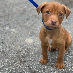 Astro (Terrier Mix)
