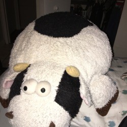 Identifying a Stuffed Cow - black and white terry cloth stuffed cow
