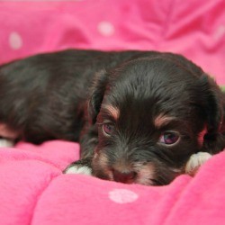 tricolour Havanese pup