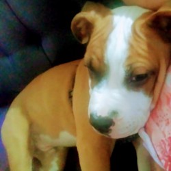 House and Obedience Training a 4 Month Old Puppy - light brown and white puppy 
