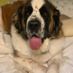 Sophia (Saint Bernard) - closeup