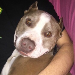 Rescue Pit Bull Peeing Inside - brown and white Pit being held