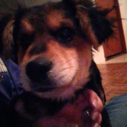 What Breed Is My Dog?