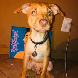 What Breed Is My Dog? - light brown puppy