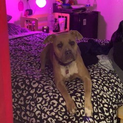What Breed Is My Dog? - tan and white dog on bed