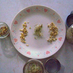 A plate containing different sprouted seeds.