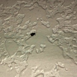 What Type of Bug Is This? - black flying bug on drywall