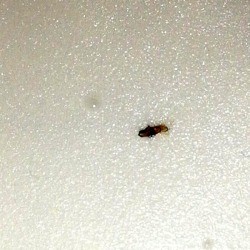 Identifying Tiny Bugs