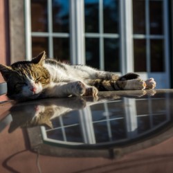 Cat laying on the hood of a car.