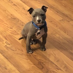 Is My Dog an American Bully or a Pit Bull Terrier?