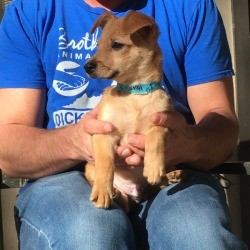 Is My Puppy a Chiweenie? - light brown puppy