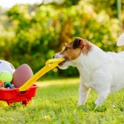 Jack Russell pulling a toy wagon of balls